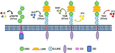 New Insights and Emerging Therapeutic Approaches in Prostate Cancer